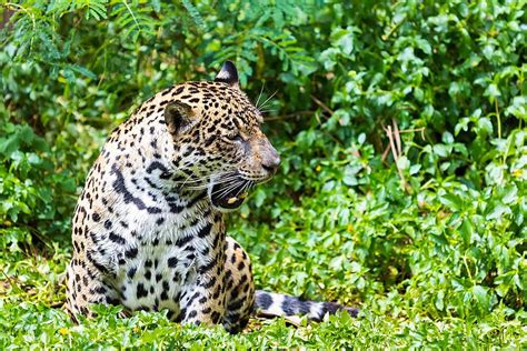 Jaguar Water Hunt Big Photo Background And Picture For Free Download - Pngtree