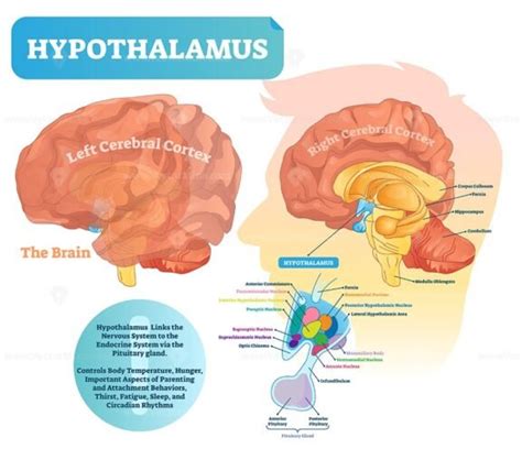 Hypothalamus vector illustration - VectorMine