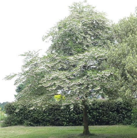 Styrax japonicus - Trees and Shrubs Online