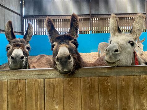 The Donkey Sanctuary on Twitter: "How gorgeous are these three? ️ https://t.co/PaxL9oKflR" / Twitter