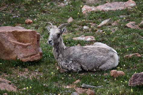 Pikes Peak Wildlife Stock Photo - Download Image Now - Animal Wildlife ...