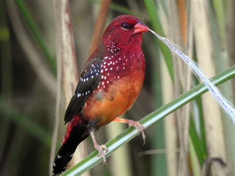 5 Fakta Burung Pipit Benggala, Si Merah Totol yang Suka Padi