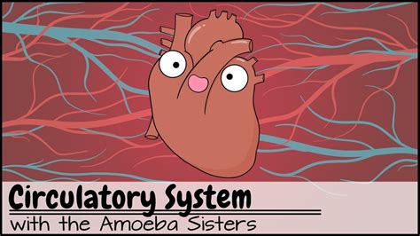 Circulatory System and Pathway of Blood Through the Heart - Go IT