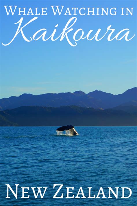 Whale Watching in Kaikoura, New Zealand