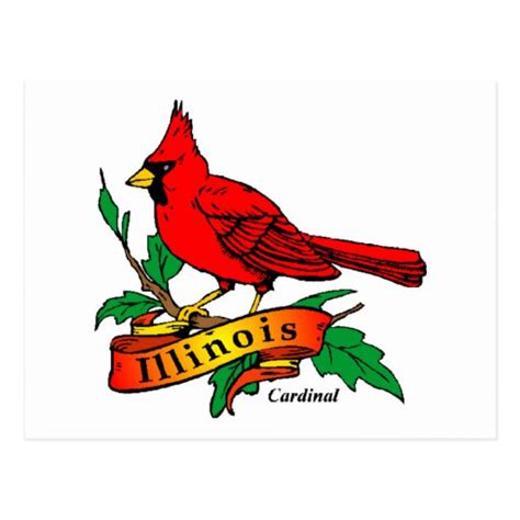 Illinois State Bird - Cardinal Postcard | Zazzle