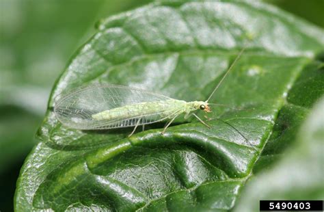 green lacewings (Genus Chrysoperla)