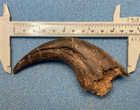 4.5" Spinosaurid Dinosaur (Suchomimus) Hand Claw - Niger (#245482) For Sale - FossilEra.com