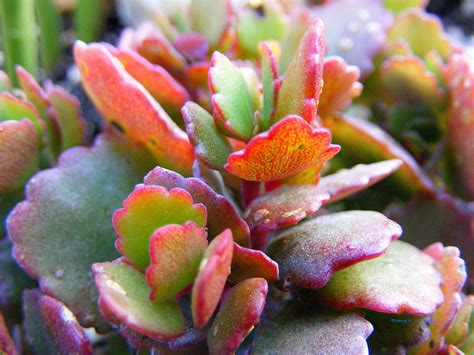 Colorful Succulents Photograph by Duane McCullough