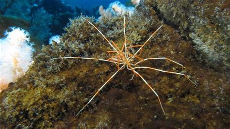 Giant Antarctic Sea Spiders Reproductive Mystery Solved – Eurasia Review