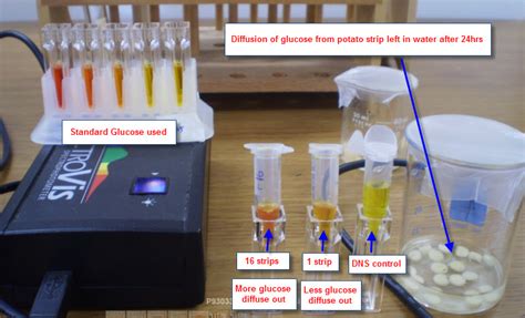 IB Biology/Chemistry: IB Biology, IA, EE on glucose quantification assay using colorimeter for ...