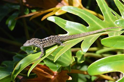 Brown Anole lizards naturalizing in my garden