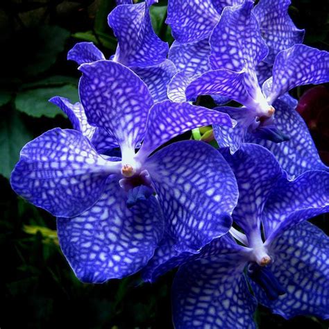 Orquídeas vanda: Cuidados, cultivos, tipos y mucho más