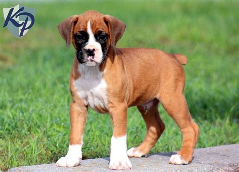 23+ Miniature Boxer Puppies For Sale In Pa Picture - Bleumoonproductions