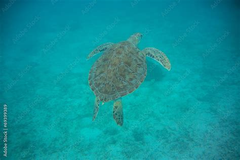 Green Sea Turtle Swimming Stock Photo | Adobe Stock