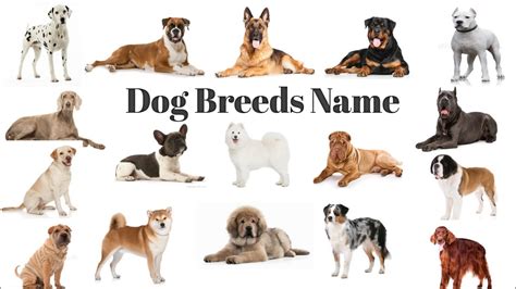 Top 999+ dogs breed name with images – Amazing Collection dogs breed ...