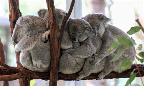 Lone Pine Koala Sanctuary Ticket | Brisbane | Miki Travel Asia