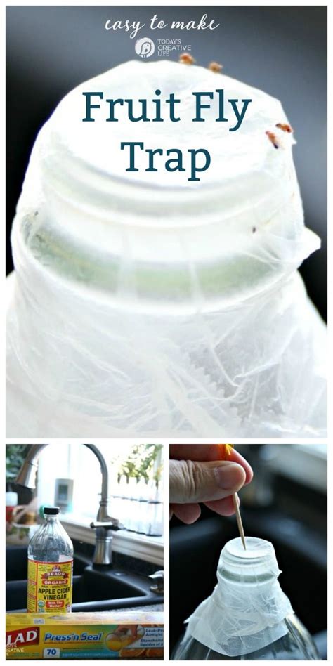 diy fruit fly trap white vinegar - Mechelle Layton