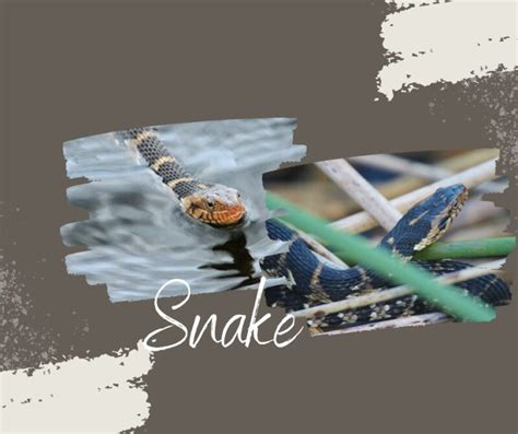 Banded Water Snake: Facts, Diet, Habitat - Secrets of Survival and Reproduction