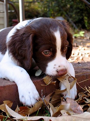 Spaniel bretón - Perritos Bebes