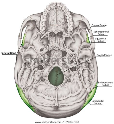 Parietal Bone Cranium Head Skull Individual Stock Illustration 1020340138