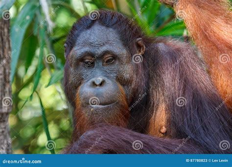 Orangutan family stock image. Image of primitive, orangutang - 87780823