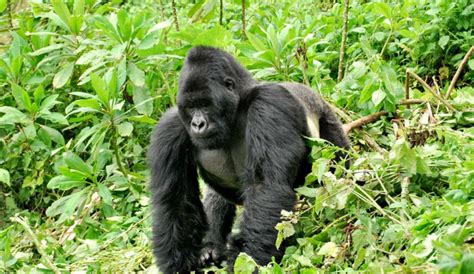 Gorilla trekking in the DRC | Congo Gorilla Trekking Tours | Congo