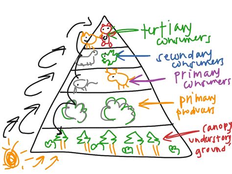 ShowMe - coniferous forest food chain