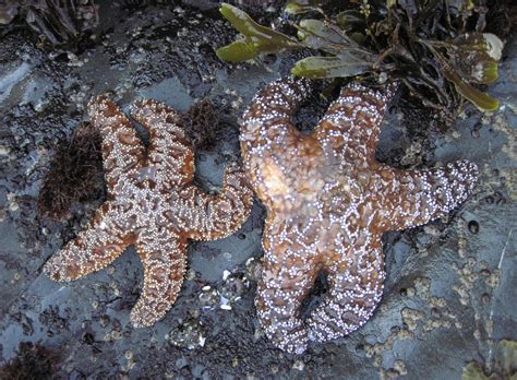 seastars - Redwood National and State Parks (U.S. National Park Service)