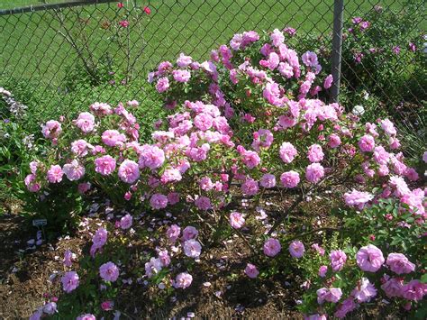 How to Grow: Shrub Roses- Growing and Caring for Shrub Roses