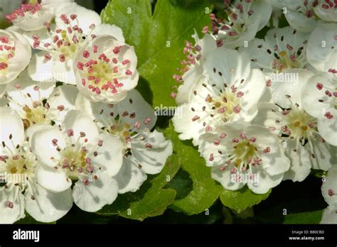 Hawthorn hedge hi-res stock photography and images - Alamy