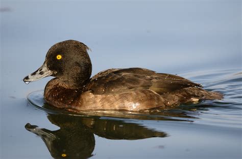 The NHBS Guide to UK Duck Identification