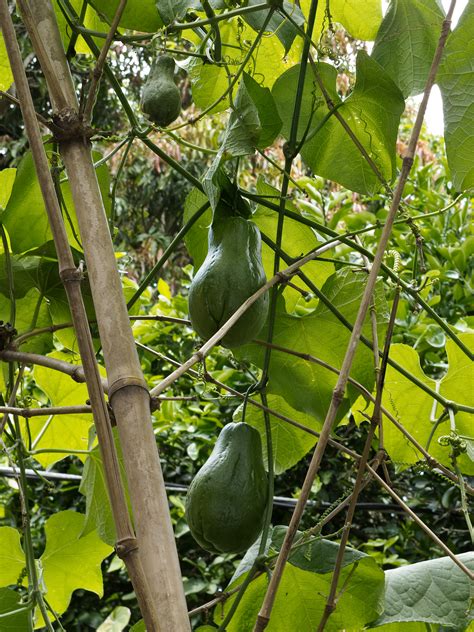 File:Chayote on vine Central America.jpg - Wikimedia Commons