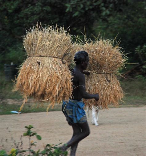 Koraput Hilary: Harvesting the paddy