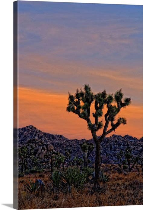 Joshua Tree Sunrise Wall Art, Canvas Prints, Framed Prints, Wall Peels | Great Big Canvas