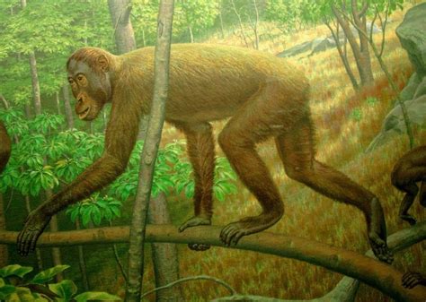 Species New to Science: [Palaeontology • 2004] โคราชพิเธคัส พิริยะอิ ...