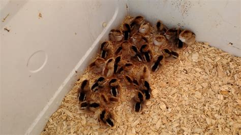 Ideal Hatchery review | Page 5 | BackYard Chickens - Learn How to Raise ...