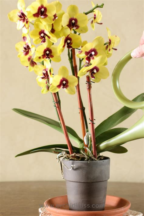 How to Properly Water Your Orchids: No More Guesswork - Orchid Bliss