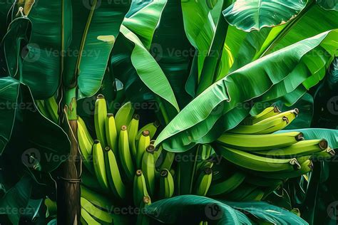 AI Generative Dense vegetation of banana plants musa acuminata in ...