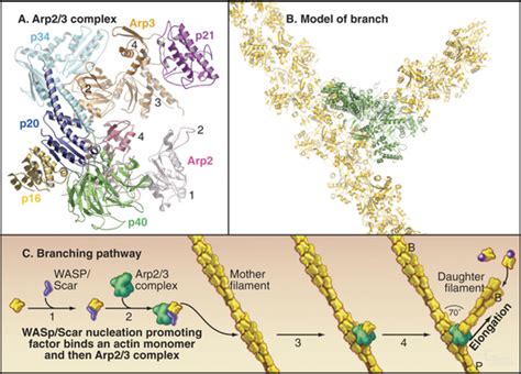 Actin and Actin-Binding Proteins | Clinical Gate