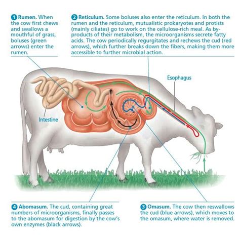 Digestion system parts | Medicina veterinária, Veterinária, Medicina