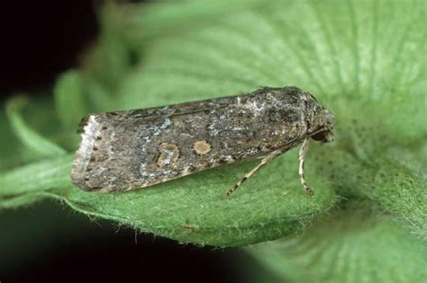 Beet armyworm: Gene editing stops female moths from producing ...