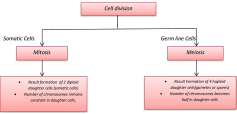 Lesson Plan of Cell Division General Science Grade VIII | Effective and Creative Lesson Plans ...