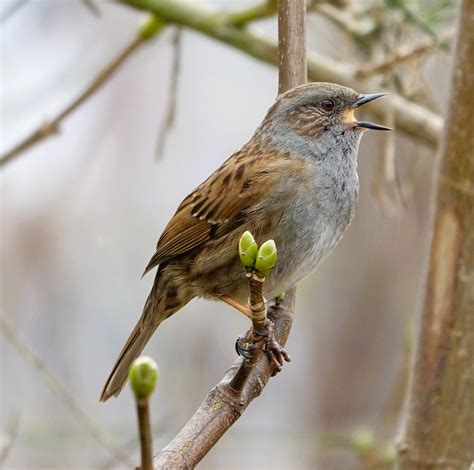 Dunnock Song | Ian Jackson | Flickr