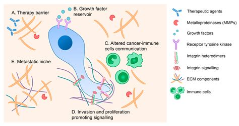 Cells | Free Full-Text | The Extracellular Matrix: An Accomplice in ...