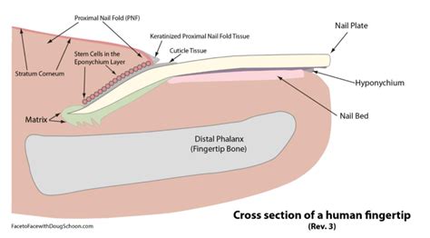 What’s New in Nail Anatomy? The Latest Facts! - Schoon Scientific