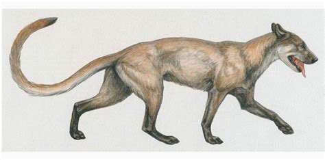 Leptocyon (“slender dog”) is a small extinct genus of canid native to North America from 25 to ...