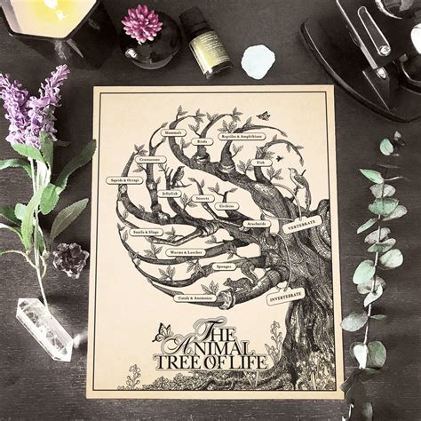 The Animal Tree of Life Poster Biology Print Wall Decor | Etsy