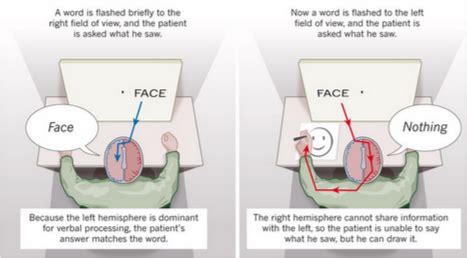 Split Brain Experiment at emaze Presentation