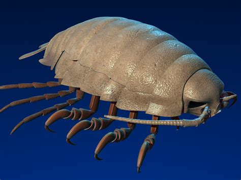 Isopod 3D Model $79 - .max .unknown .obj - Free3D