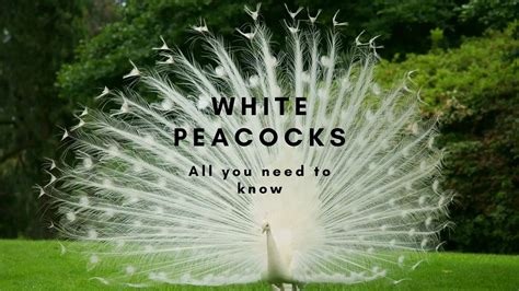 White Peacocks: All you need to know - Proto Animal